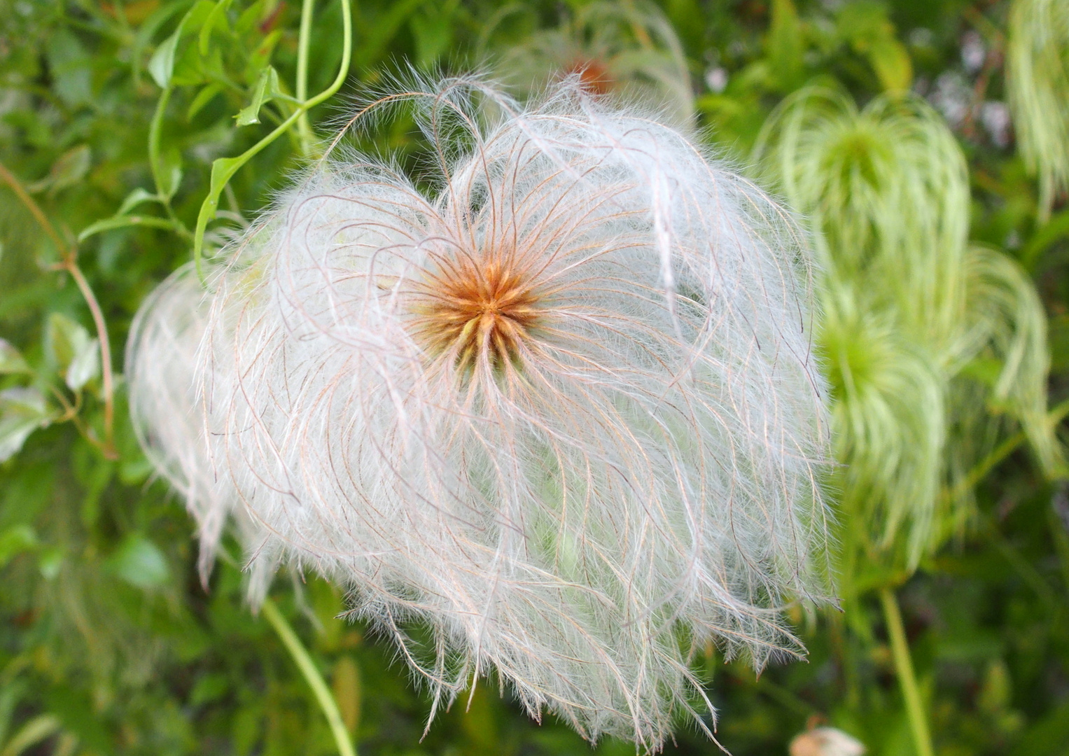 Clematis nach der Blüte