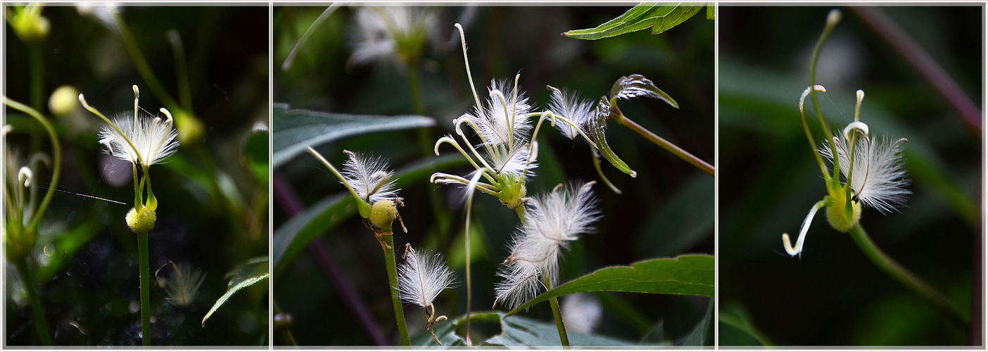 Clematis nach der Blüte