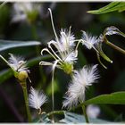 Clematis nach der Blüte