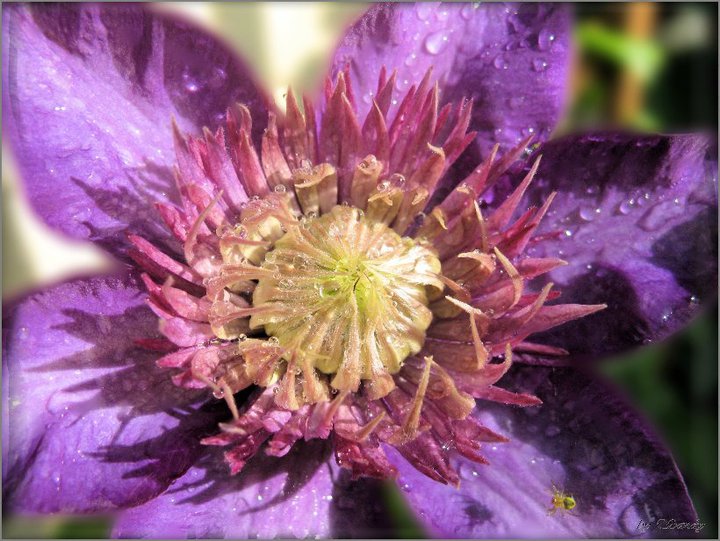 Clematis nach einem kurzen Schauer