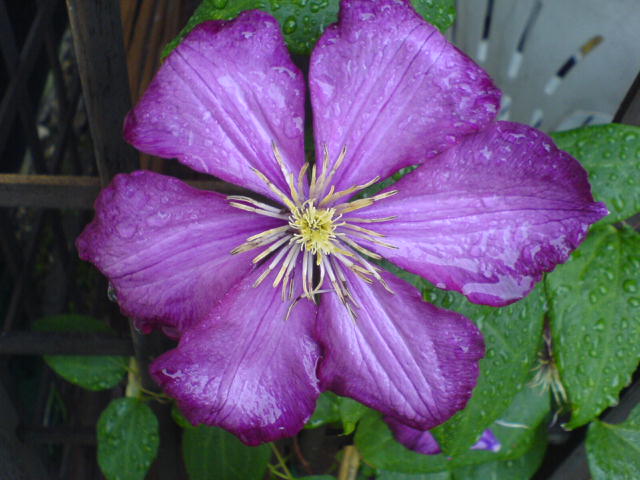 Clematis nach Gewitter