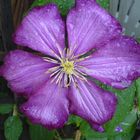 Clematis nach Gewitter