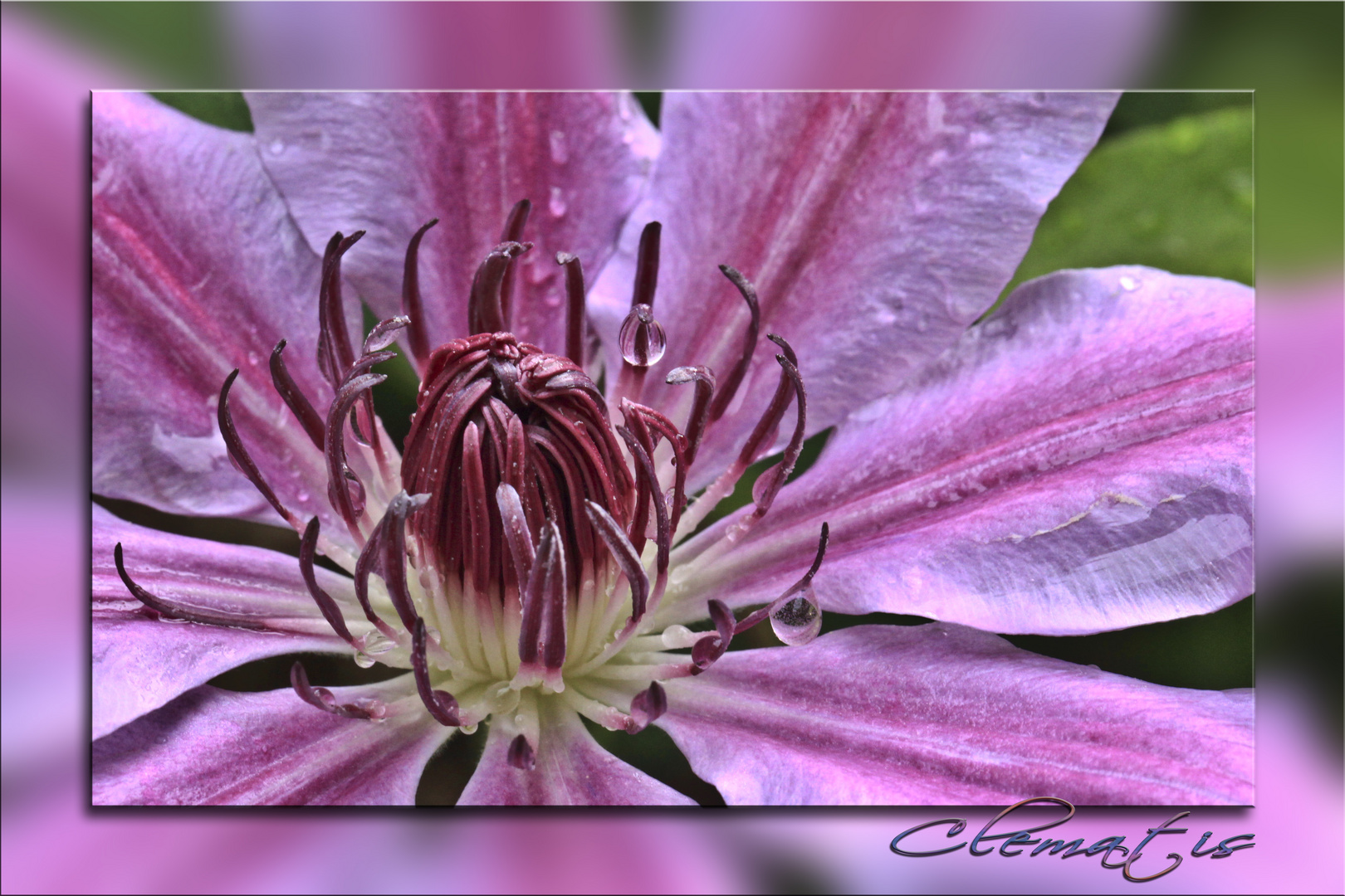 Clematis nass