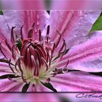 Clematis nass