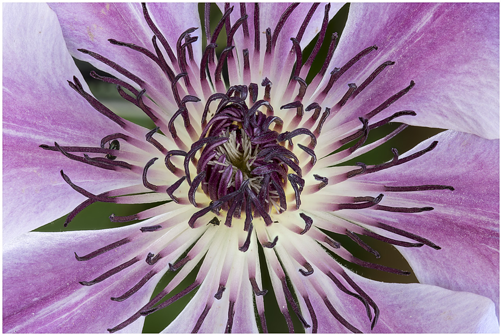 Clematis Nelly Moser 1