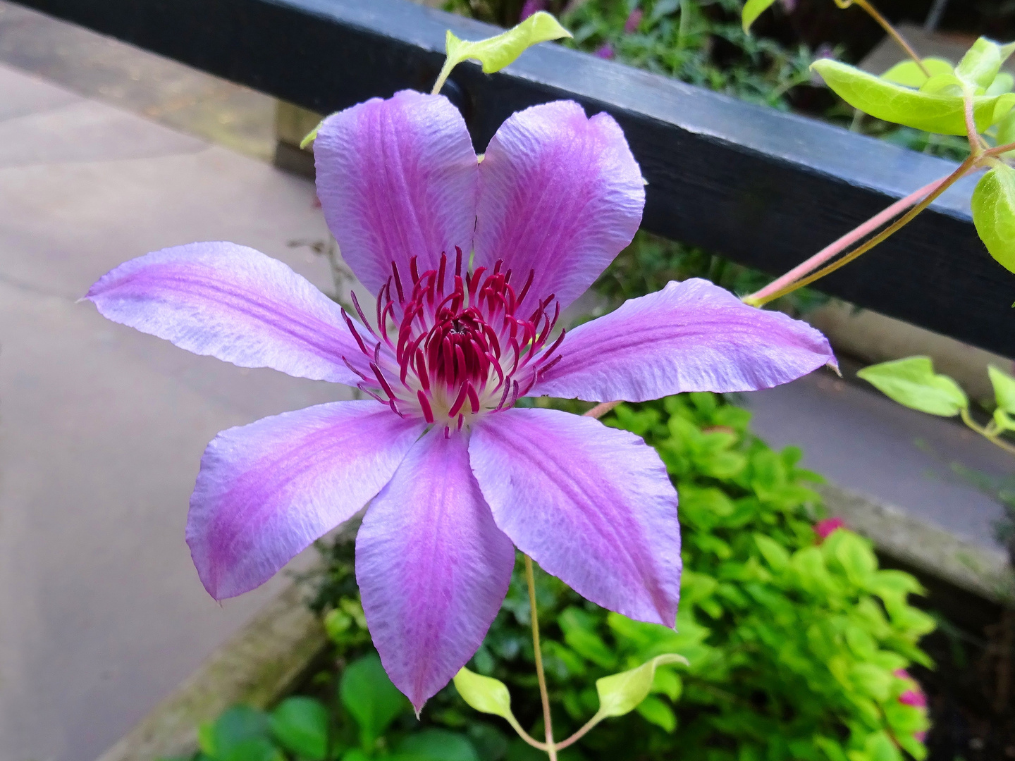 Clematis "Nelly Moser"  an meinem Fenster