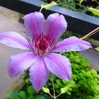 Clematis "Nelly Moser"  an meinem Fenster