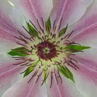 Clematis Nelly Moser