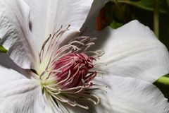 Clematis Nr. 7488