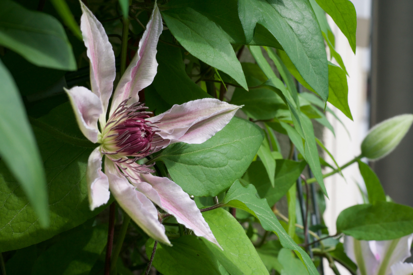 Clematis Nr. 7923