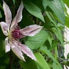 Clematis Nr. 7923