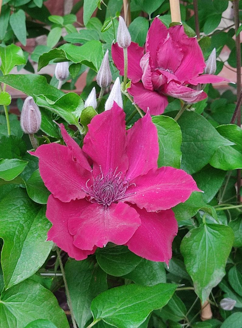 'Clematis Nubia' .....