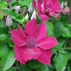 'Clematis Nubia' .....