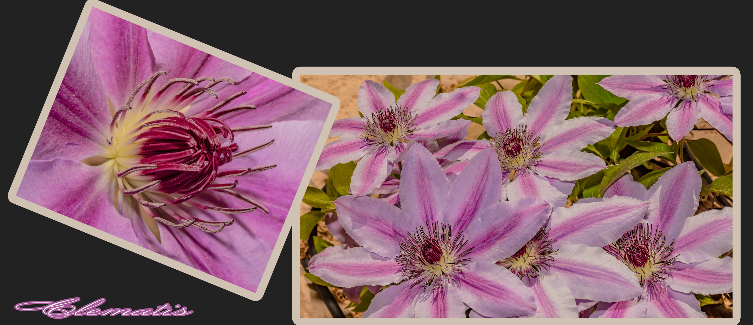 Clematis offen