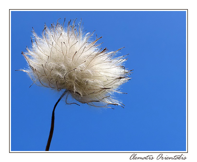 Clematis Orientalis