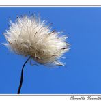 Clematis Orientalis