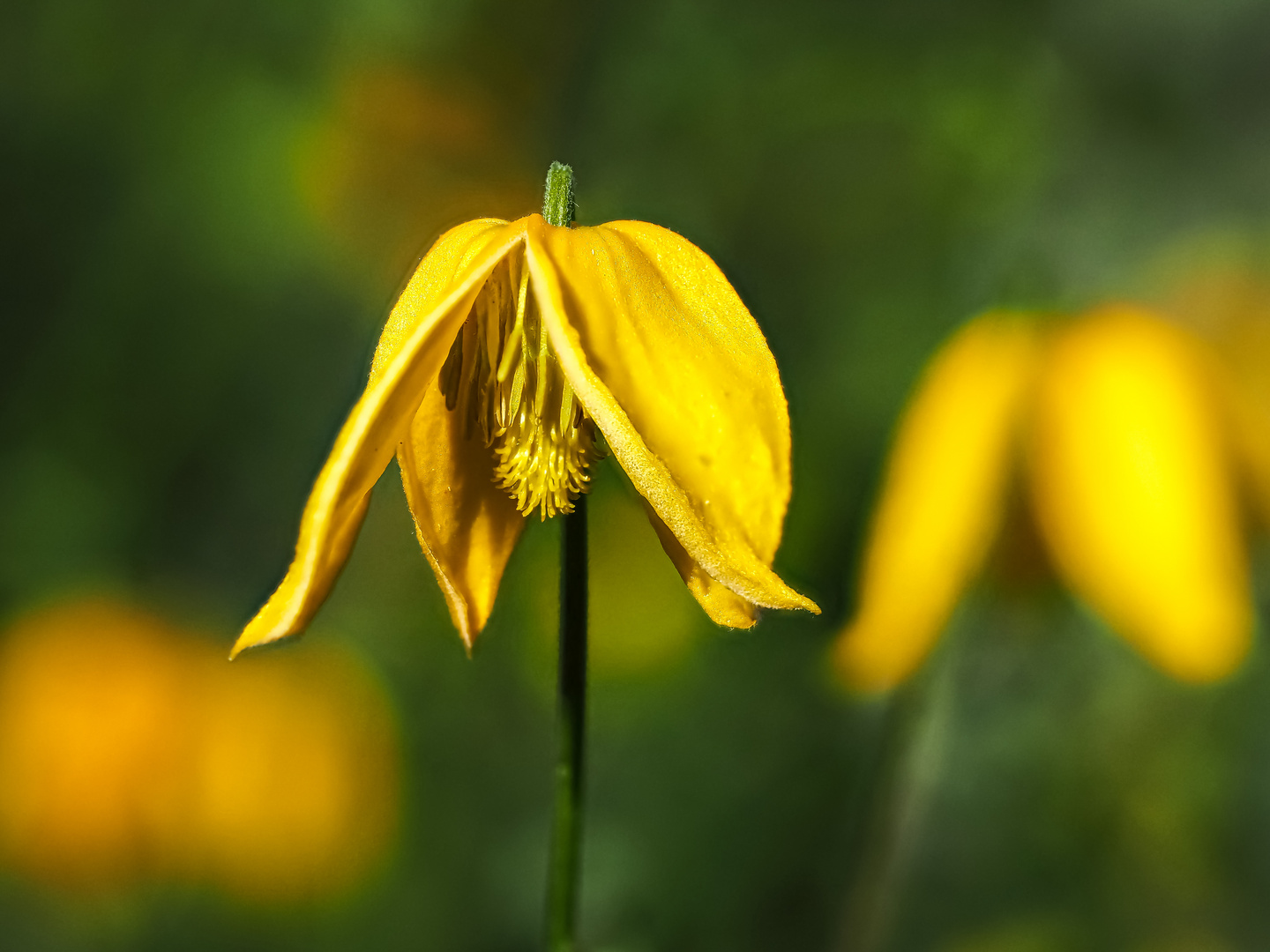 Clematis Orientalis 