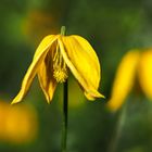 Clematis Orientalis 