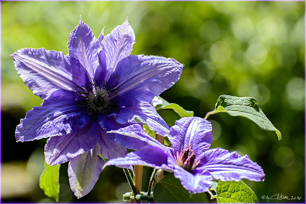 Clematis Parisienne