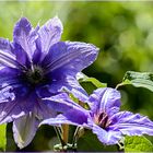 Clematis Parisienne