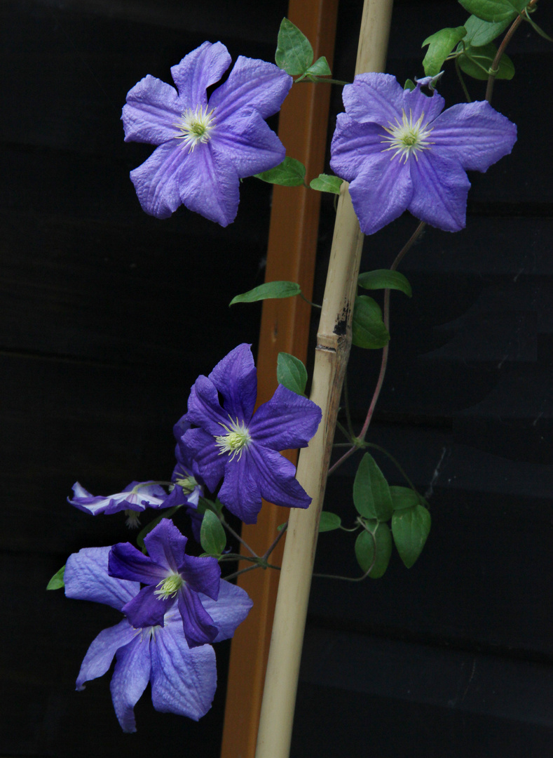 Clematis perle d'azur