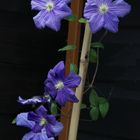 Clematis perle d'azur