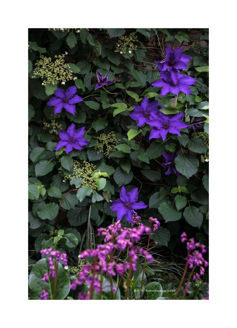 Clematis "Präsident"