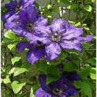 Clematis 'Prince Charles' pittoreske Bearbeitung