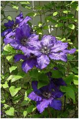 Clematis 'Prince Charles' pittoreske Bearbeitung