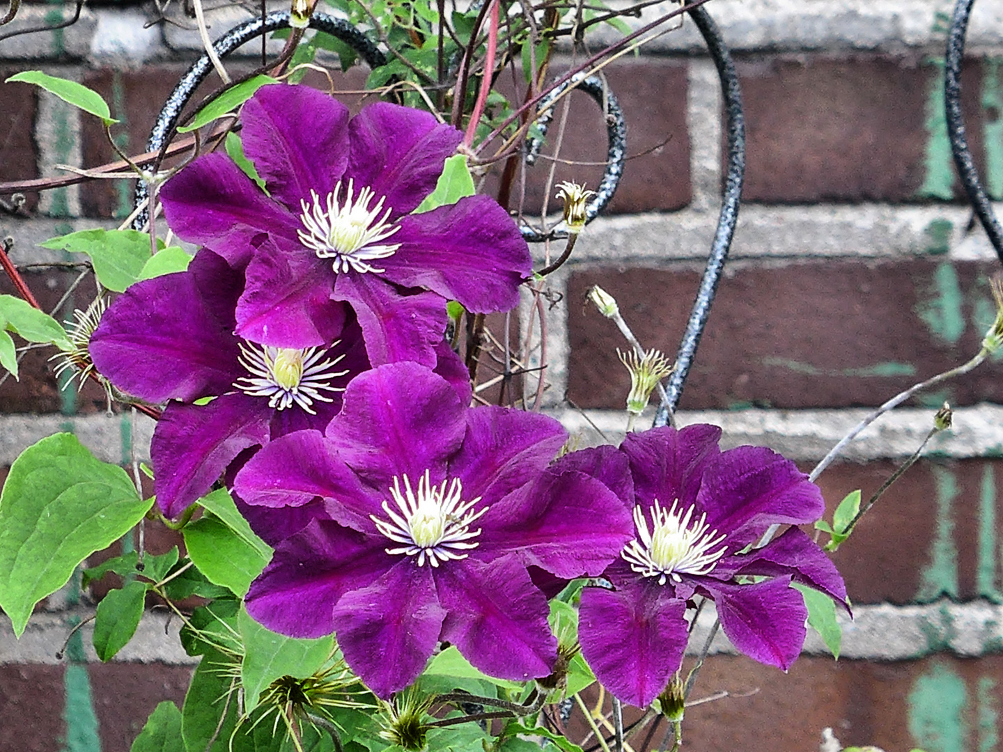 Clematis Quartett