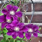 Clematis Quartett