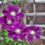 Clematis Quartett