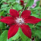 Clematis -Rebecca-