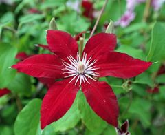 Clematis -Rebecca-