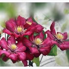 Clematis Roja 