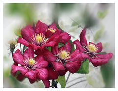 Clematis Roja 