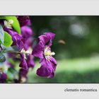 Clematis Romantica