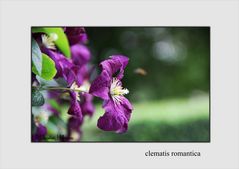 Clematis Romantica