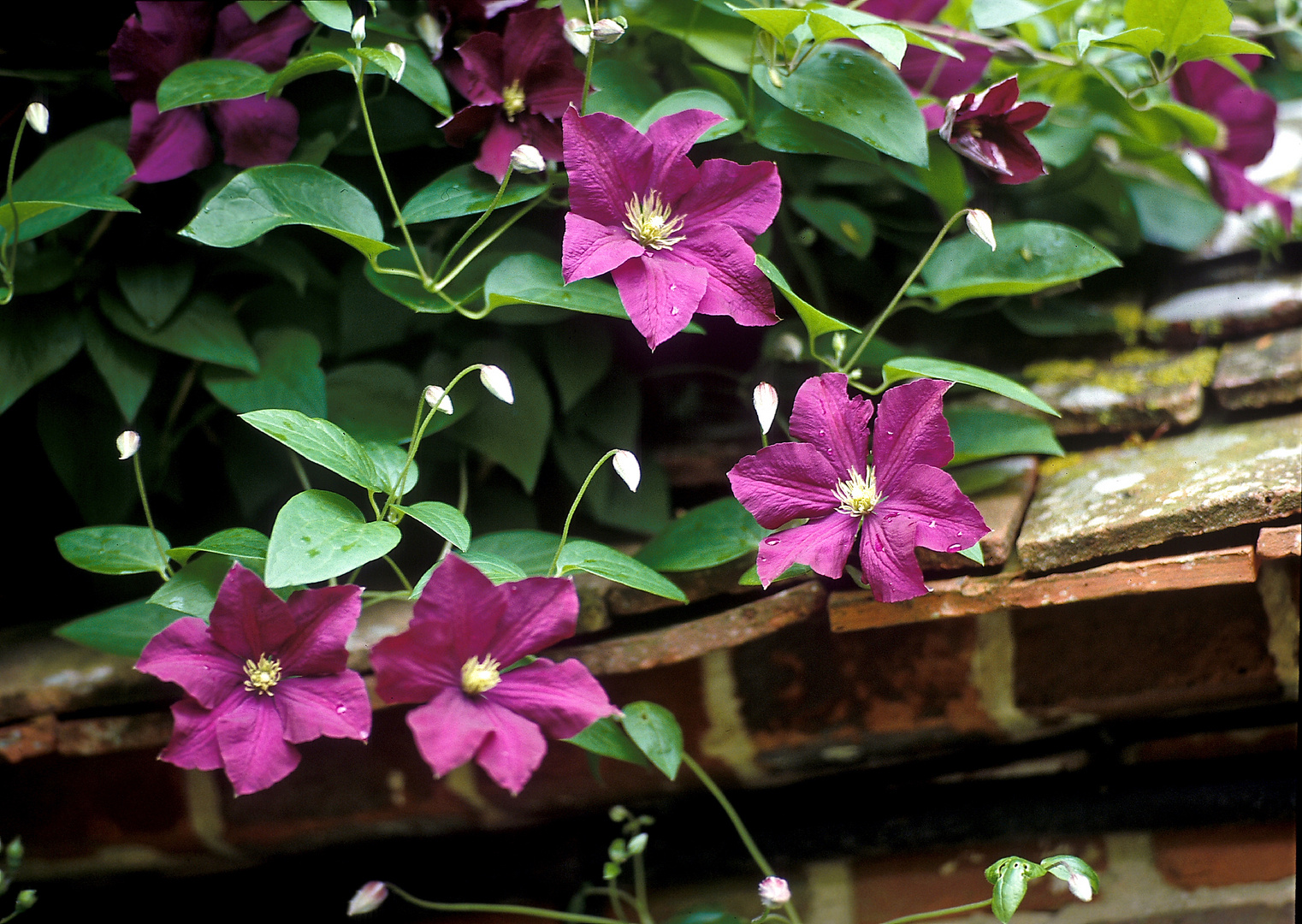 Clematis romantisch