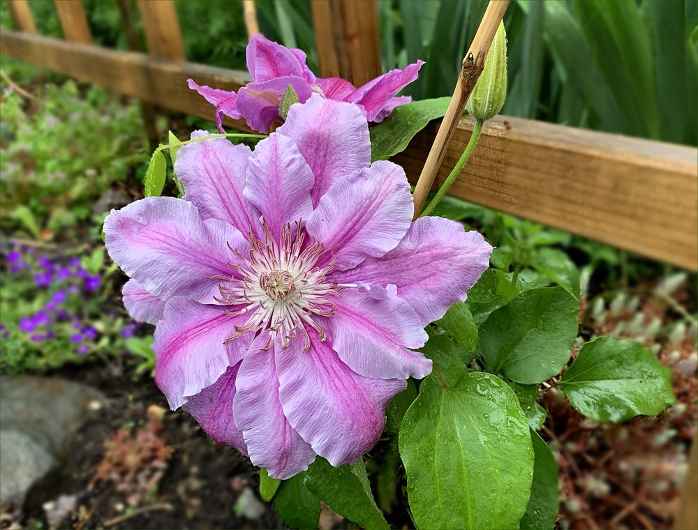 Clematis rosa