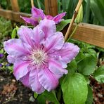 Clematis rosa