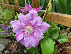 Clematis rosa