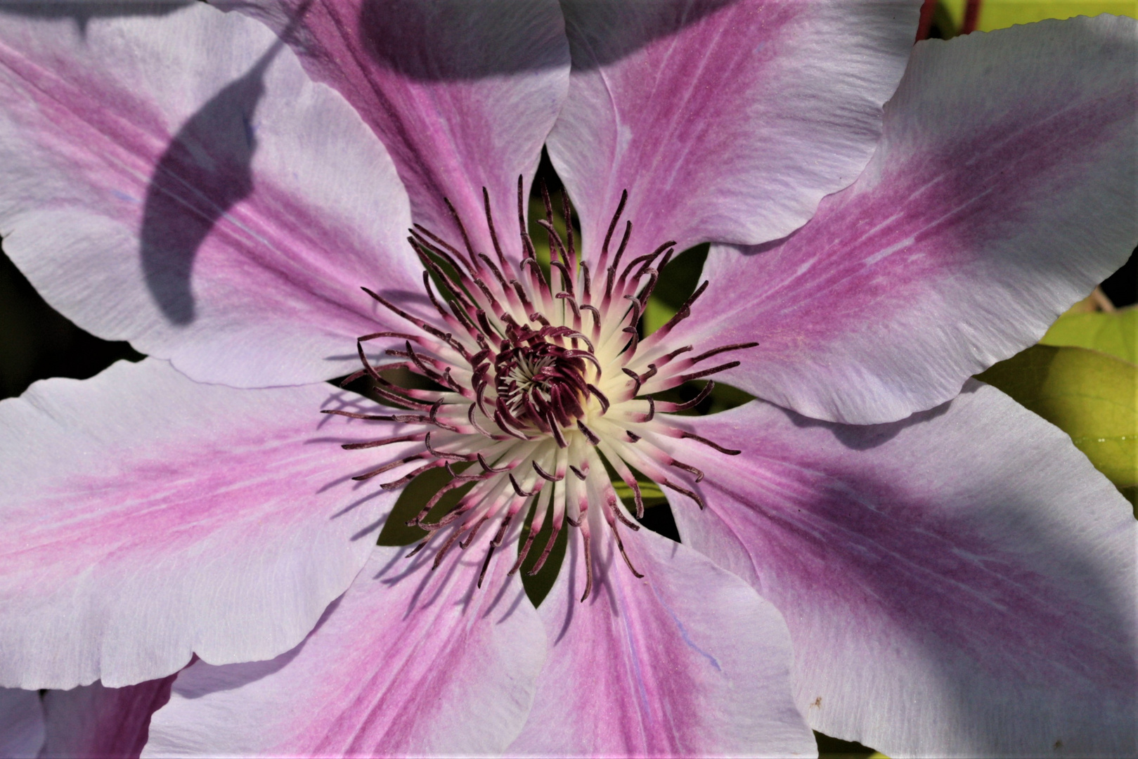 Clematis rosa