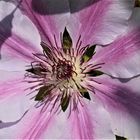 Clematis rosa