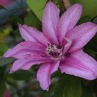 Clematis  Rosada.