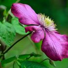 Clematis rot