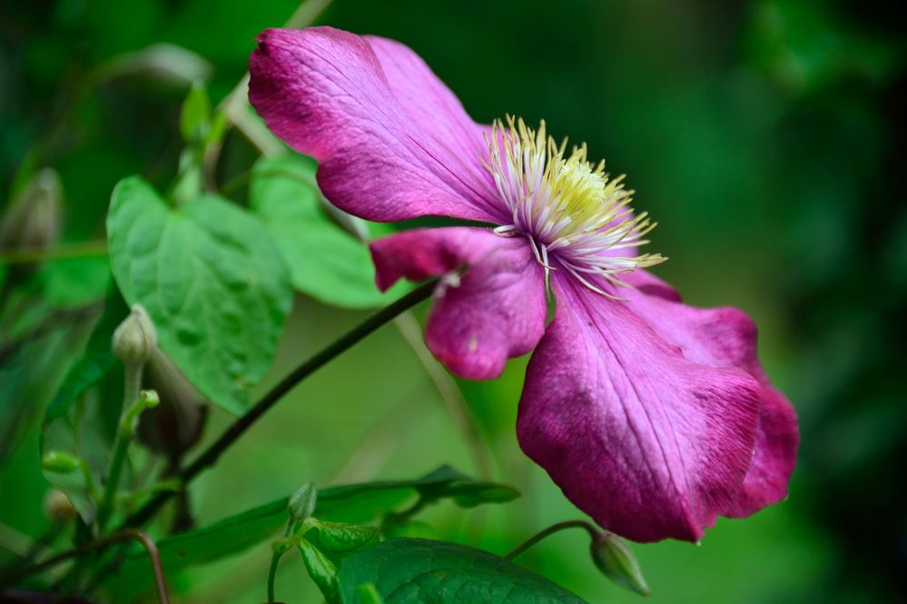 Clematis rot