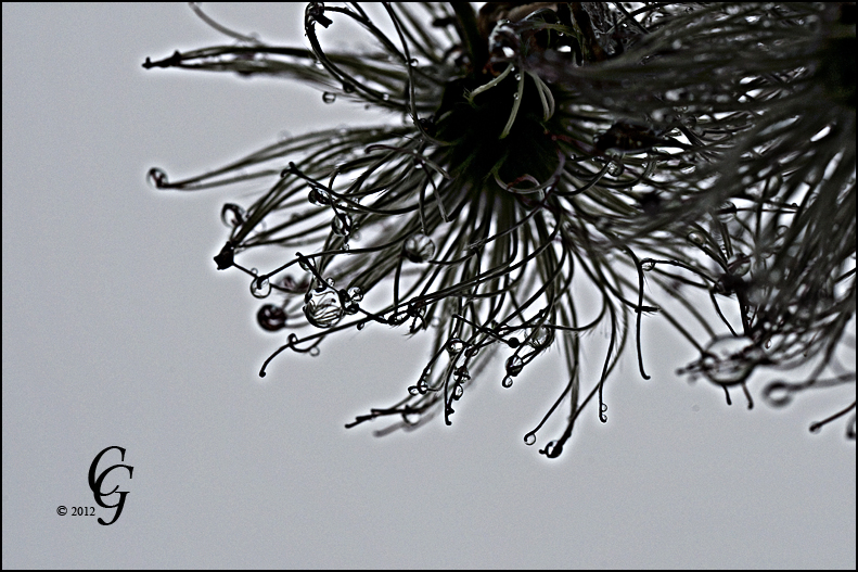 Clematis Samen im Regen