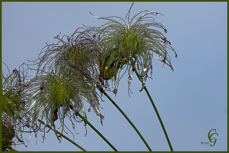 Clematis Samen nach dem Regen