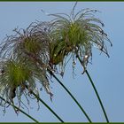 Clematis Samen nach dem Regen